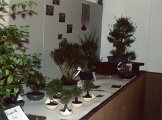 15 bonsai.jpg