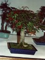 16 bonsai.jpg