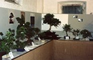 17 bonsai.jpg